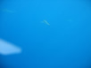 As soon as we backrolled into the ocean this is what we saw - hungry sharks beginning to circle 