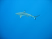 Black-tip shark 