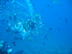 Our dive master with breakfast - a large tuna head - there were so many fish already trying to get at the head, it was like a swarm of bees 