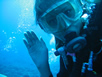 shark feeding dive pictures