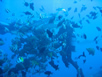 Dive master moving into position with the tuna head 