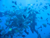 Dive master moving into position with the tuna head 