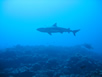 shark feeding dive pictures