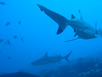 shark feeding dive pictures