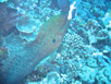 shark feeding dive pictures