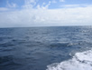 shark feeding dive pictures