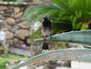 While we were eating lunch, we noticed this hungry bird watching over us 