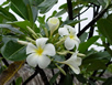Polynesian flora and fauna 