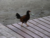 There were chickens all over Moorea 