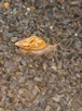 snail!!! 