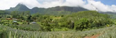Panoramic view of pineapple plantation 