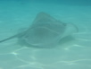 Stingray! 