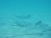 Stingray City 