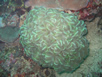 Puerto Galera Diving