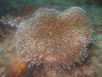 Puerto Galera Diving